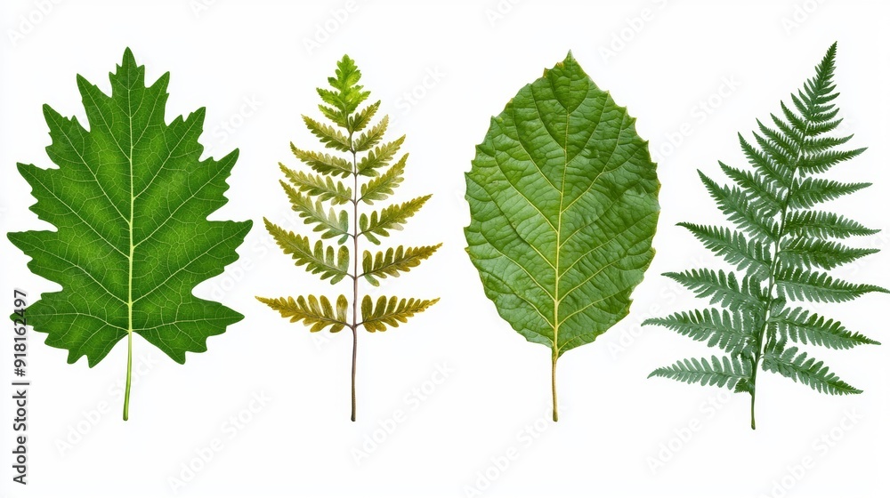 Poster assorted leaves on white background for autumn design generative ai