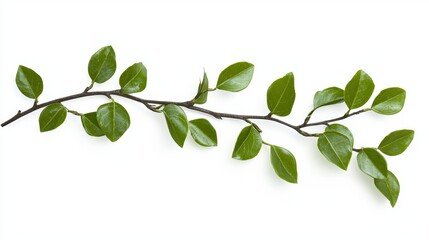 Fototapeta premium Thin Curved Branch with Green Leaves on White Background, Ideal for Nature and Ecology Concepts Generative AI