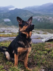 german shepherd dog on the mountain