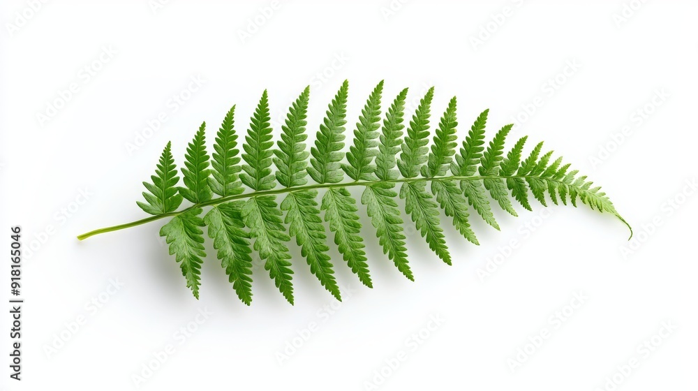 Poster detailed green fern leaf isolated on white background for nature and botany concepts generative ai