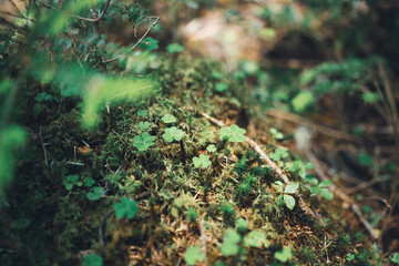 北八ヶ岳 白駒の森 苔