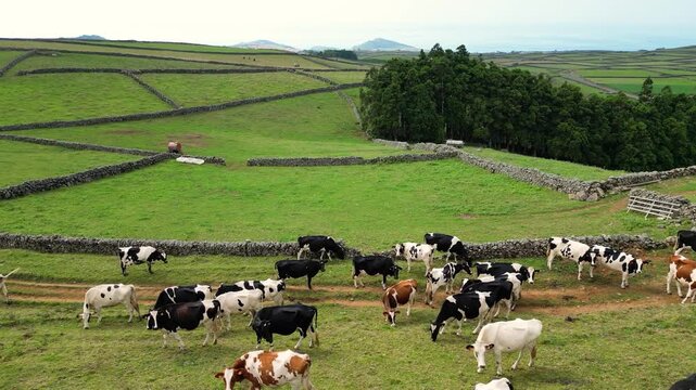 Nat&uuml;rliche Kuhweide auf der gr&uuml;nen, bergigen Azoren-Insel Terceira &ndash; Drohnenaufnahme in unber&uuml;hrter Natur
