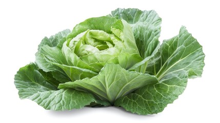 Obraz premium green cabbage isolated on white background