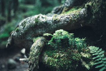 北八ヶ岳 白駒の森 苔