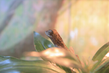 a changable lizard at the hong kong