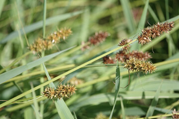 False Fox-sedge (Carex otrubae)