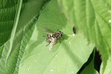 A hoverfly, Helophilus pendulus