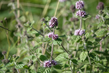 Water Mint (Mentha aquatica)