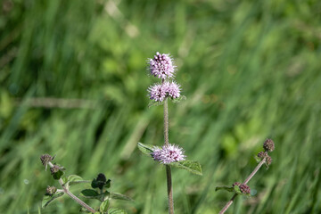 Water Mint (Mentha aquatica)