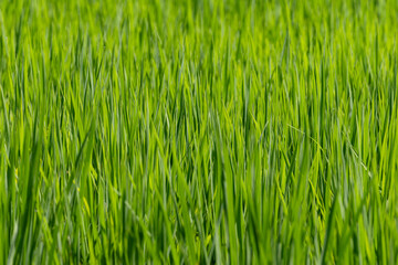 元気に育つ稲01