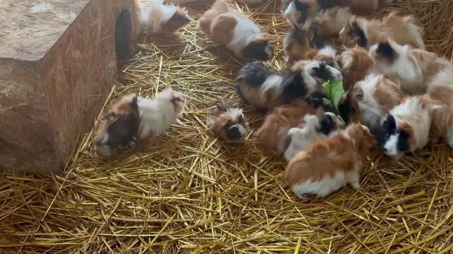 Guinea pig (Cavia porcellus) is a small pet native to South America.
