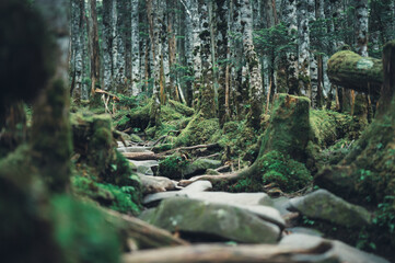 北八ヶ岳 白駒の森 苔