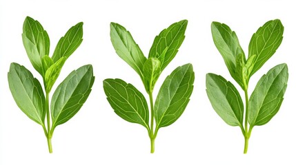 Obraz premium Closeup of stevia leaves showing intricate details, isolated on white background, bright and fresh appearance 