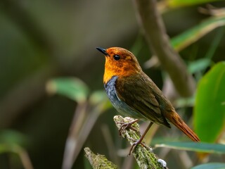 森の中で枯れ木に留まって周りを見渡しているコマドリの雄　