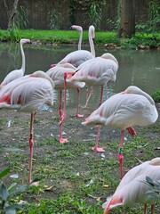Fenicotteri rosa nello zoo di Wroclaw, polonia
