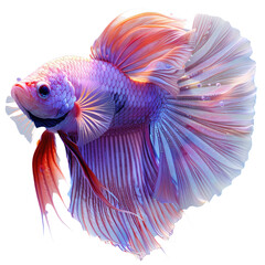 Fototapeta premium Siamese fighting fish isolated on a transparent background for web, banner, wallpaper
