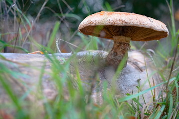 a selective focus shot of a mushroom on a tree stump