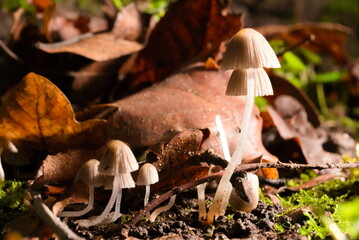 closeup of mushrooms on ground (ver. 1)
