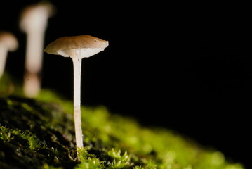 closeup of a mushroom on moss