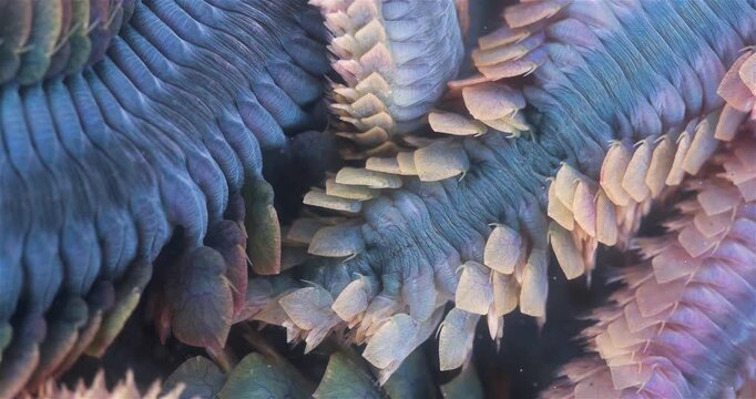 Worm Polychaeta Nereis virens (Alitta virens) from family Nereididae close-up. Many beautiful worms squirm. White Sea