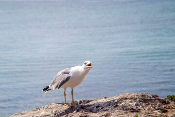 screaming seagull on the rock in the seaside