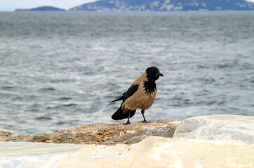 crow on the beach