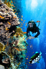  Scuba diver and tropical fish on coral reef.
