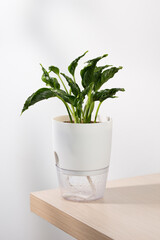 Epipremnum Aureum shangri la