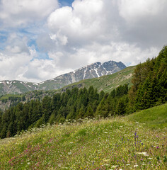 meadow, Val S-charl, Scuol, lower Engadine, Swiss