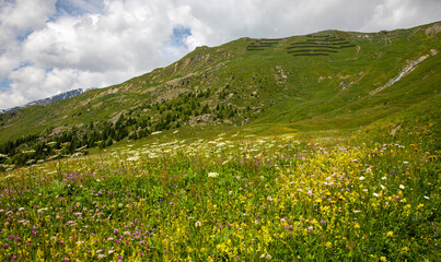 meadow, Val S-charl, Scuol, lower Engadine, Swiss