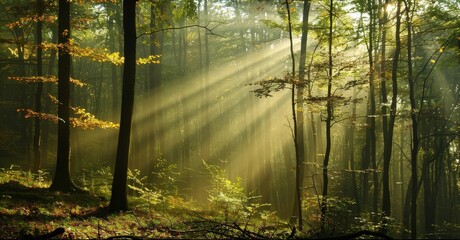 Fototapeta premium Write a poem that explores the beauty of sunlight filtering through leaves in a forest. How does the play of light and shadow evoke a sense of tranquility and wonder