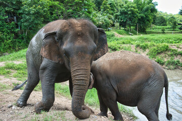 Chiang Mai, Thailand - August 10 2024: Big elephants walking in the Elephant Nature Park. Elephant jungle sanctuary for rescued elephants near Chiang Mai, Thailand. This was during a sunny day during 