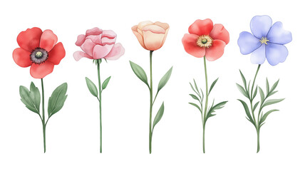 Set of watercolor flowers isolated on transparent background