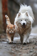 Obraz premium Fluffy White Dog and Ginger Cat Walking Together Outdoors on a Cloudy Day