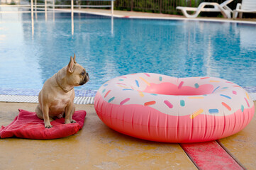 Adorable bulldog dog relaxing by the pool looking at colorful swimming equipment.