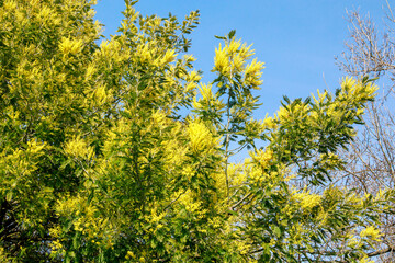yellow flowers in spring