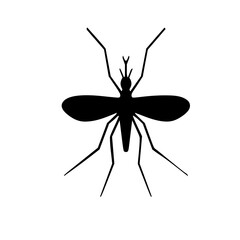 spider isolated on white