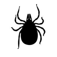 black spider isolated on white