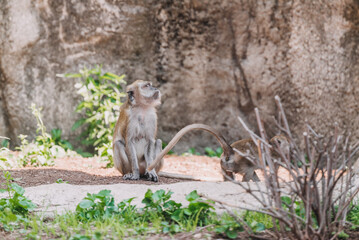 Long tailed Macaque monkey in zoo