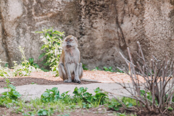 Macaque monkey sitting on the ground