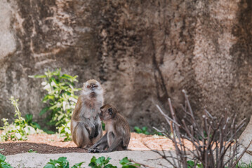 Macaque in Indianapolis Zoo