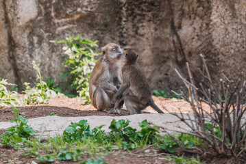 Fototapeta premium Long tailed macaque in Indianapolis Zoo kissing baby