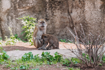 Macaca fascicularis in Indianapolis Zoo