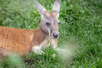 kangaroo in grass