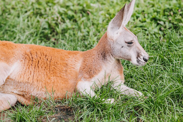 Red Kangaroo in Indianapolis Zoo