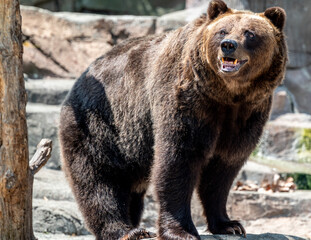 Brown Bear in the Indianapolis Zoo