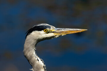 Grey Heron (Ardea cinerea) in Father Collins Park, Dublin, Ireland