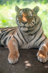 Endangered Amur tiger at the Indianapolis Zoo