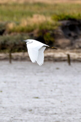 Little Egret (Egretta garzetta) at Swords Estuary, Dublin, Ireland