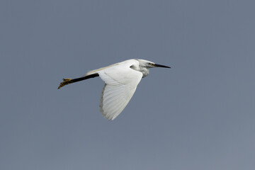 Little Egret (Egretta garzetta) at Swords Estuary, Dublin, Ireland